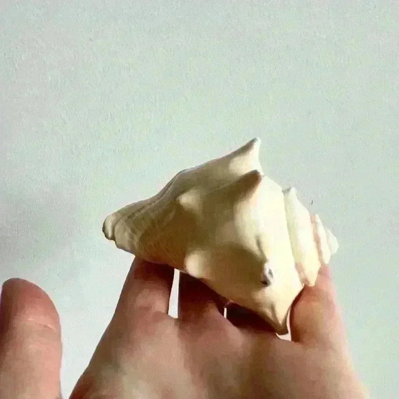 Decorative Sea Shell Home Decor Coastal Design - Picture 4 of 14